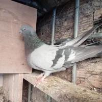 نر کوهی تهرانی شرورر|پرنده|خرم‌آباد, |دیوار