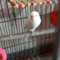 مرغ عشق رینبو|پرنده|میناب, |دیوار