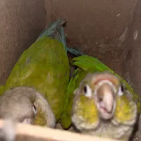 طوطی گرینچیک|پرنده|بندرعباس, |دیوار