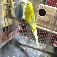 مرغ عشق انگلیسی گریدaو کوتوله مارال|پرنده|تهران, لویزان|دیوار