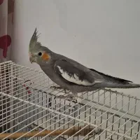 جوجه عروس هلندی دوس داشتنی
