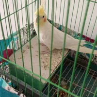 عروس هلندی|پرنده|لردگان, |دیوار