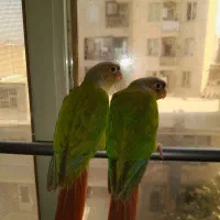 گرینچیک نر و ماده 3 ماهه آزمایش تعیین جنسیت گرفتم