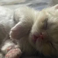 گربه اسکاتیش بریتیش|گربه|ری, دولتآباد|دیوار