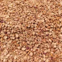 باسلام.کپسول ال پی جی