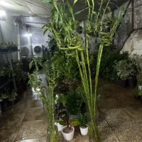 گل/پتوس/سانسوریا/بامبو