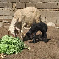 فروش گوسفند افشار درشت بره دار بابره ماده