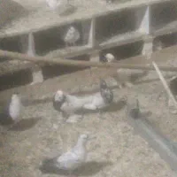 کبوتر پرشی