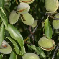 فــروش بــادم نان پریل