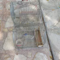 قفس|لوازم جانبی حیوانات|شیراز, پودنک|دیوار
