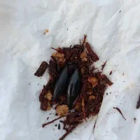 مهره مشکی کبری آفریقایی