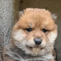 توله شیبااینو