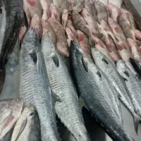 ماهی تازه دریا