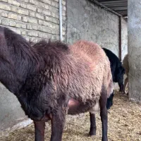 شیک قوچ همو