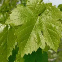 برگ مو انگور  تازه