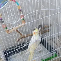 عروس هلندی