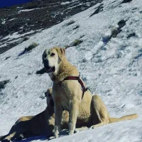 ماده پژدر|سگ|سروآباد, |دیوار