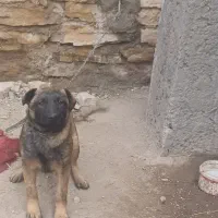 سگ میکس سراب