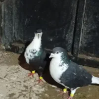 یه جفت کفتر