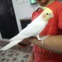 عروس هلندی