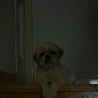 واگذاری سگ رایگان|سگ|شاهینشهر, بوستان حافظ|دیوار