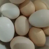 تخم مرغ محلی