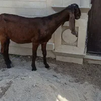 بز آبستن کلک