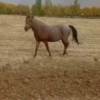 فروش مادیون و نریون