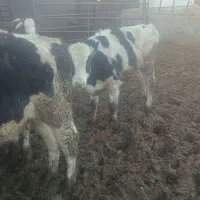 گوساله|حیوانات مزرعه|مرودشت, کناره|دیوار