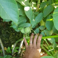 نهال|عمده‌فروشی|میاندوآب, |دیوار