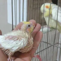 جفت عروس با یه جوجه بدون قفس