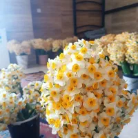 گل نرگس|گل و گیاه طبیعی|تهران, شهرک دانشگاه|دیوار