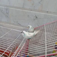 مرغ عشق|پرنده|تربتحیدریه, بالا ولایت|دیوار