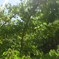 فروش باغ انواع میوه