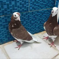 فروش کبوتر  همه پرشی