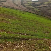 اجاره-زمین-دیم-روستای-زرینگل