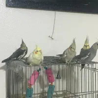 عروس هلندی|پرنده|شاهین‌شهر, امام حسین|دیوار