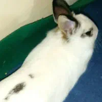 خرگوش گم شده|حیوانات|شهرضا, |دیوار