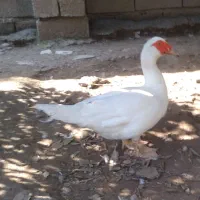 اردک خارجی نَر (هلندی اسرائیلی)