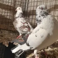 فروش ۳۰ طوق کبوتر تهرانی پرشی