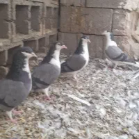 کفتر دمگیر سیاه پشت اصفهانی نر و ماده