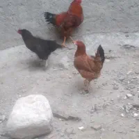 یک عددخروس دورگه