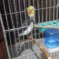 طوطی هلندی سخنگو|پرنده|رشت, حمیدیان|دیوار