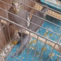 فروش جوجه عروس هلندی|پرنده|یاسوج, |دیوار