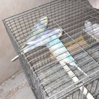 رنگین کمانی مرغ عشق|پرنده|تهران, ائمه اطهار|دیوار