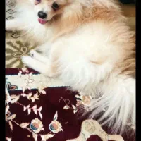 فروش سگ پامرانین روباهی 10 میلیون|سگ|خرمآباد, |دیوار