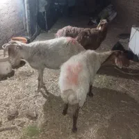 سلام سه راس میش دندون سالم اوست