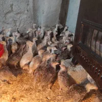 بوقلمون برنز و بوربون