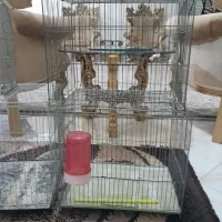 قفس پرنده قناری وسره|لوازم جانبی حیوانات|ملایر, |دیوار