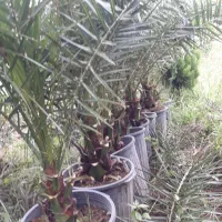 فروش عمده فونیکس